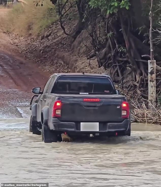 A massive crocodile could be seen stuck underneath a ute at Cahills Crossing in Kakadu National Park in the Northern Territory on Sunday around 12pm
