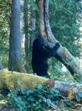 Trail Camera Films Multiple Bears All Mysteriously Obsessed With The Same Tree