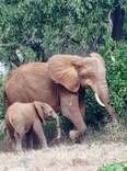 Baby Elephant’s Trunk Looks Strange, Then Rescuer Realizes The Scary Truth