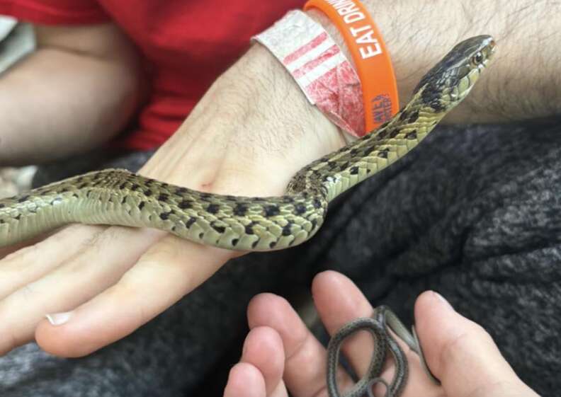 snake and her baby 