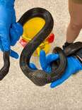 Vets Operate To Remove 'Egg' From Snake — And Find Something Else Entirely