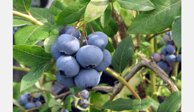 Peru advances blueberry sector through new genetics