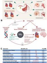 Safe to the core: genetic study clears Mo-Based implants for vascular use