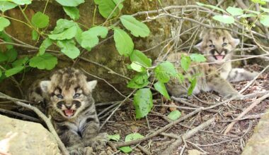 Two mountain lion kittens in the wilds of Southern California