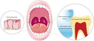 Polygenic architecture of dental caries: single nucleotide polymorphisms in genetic epidemiology