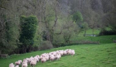Reliable broadband is helping Cumbrian farm businesses grow