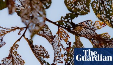 The Lost Elms by Mandy Haggith review – cultural history of a noble tree | Science and nature books