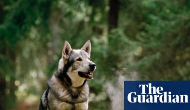 When the Cranes Fly South by Lisa Ridzén review – a novel anyone will take to heart | Books