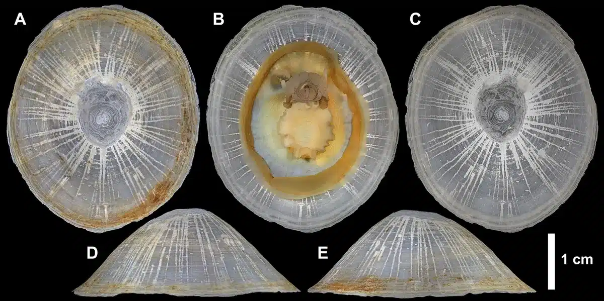 Bathylepeta Wadatsumi Bathylepeta Wadatsumi