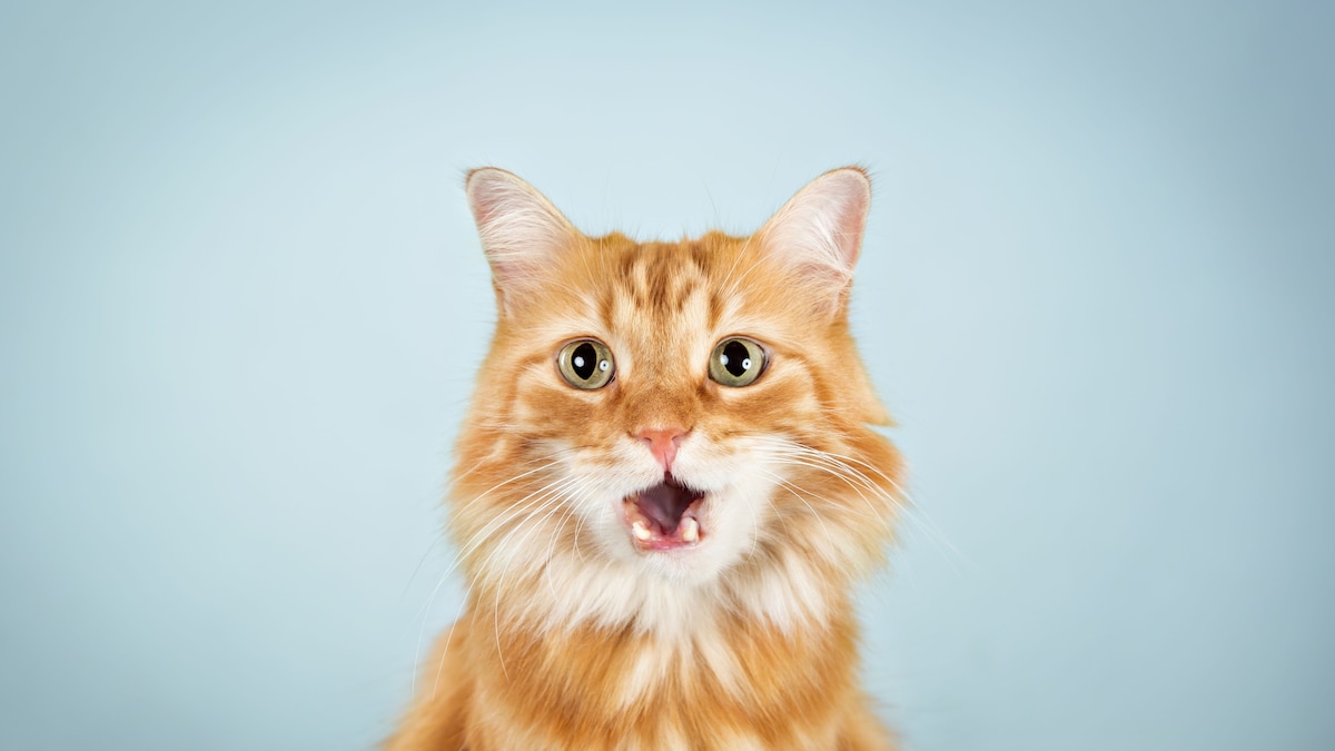 Are orange cats really the goofiest cats? Genetics may have an answer.