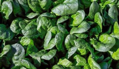 Genetics over chemicals: BASF | Nunhems delivers next-gen spinach solutions
