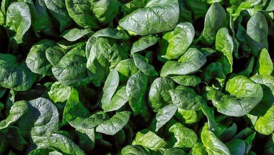 Genetics over chemicals: BASF | Nunhems delivers next-gen spinach solutions
