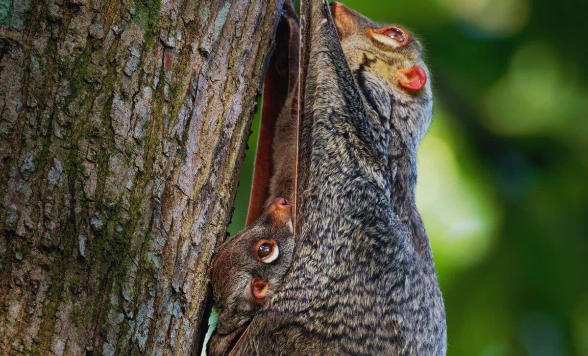 Colugo