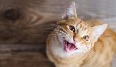 Is your cat vocal or quiet? The explanation could be in their genes