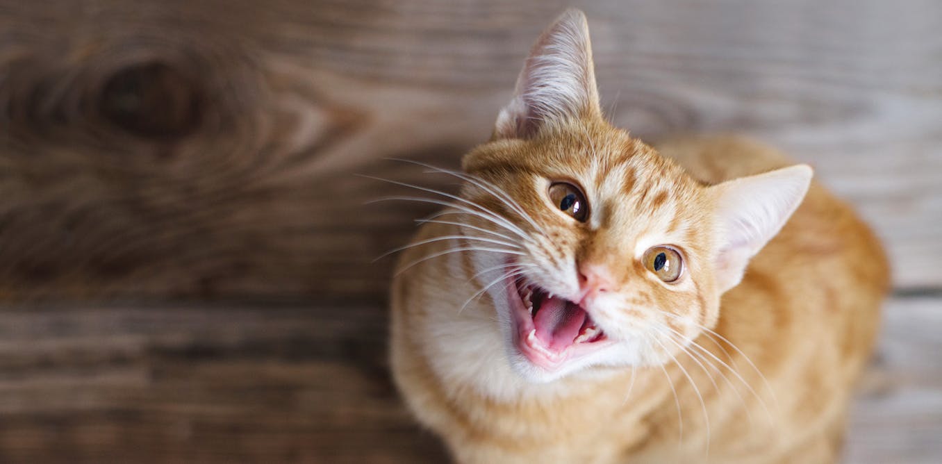 Is your cat vocal or quiet? The explanation could be in their genes