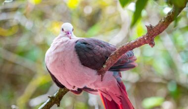 Gene editing technology could be used to save species on the brink of extinction