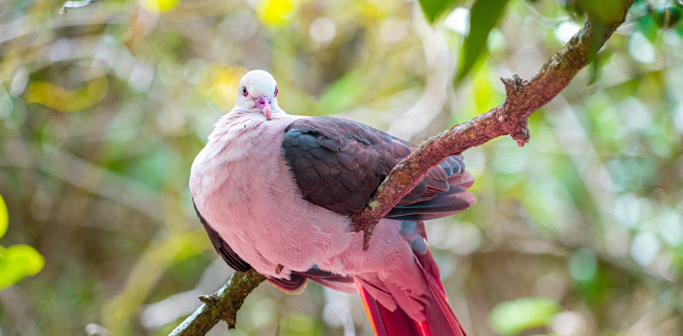 Gene editing technology could be used to save species on the brink of extinction