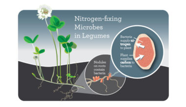Study identifies gene clusters in rhizobia linked to robust legume growth – News Bureau