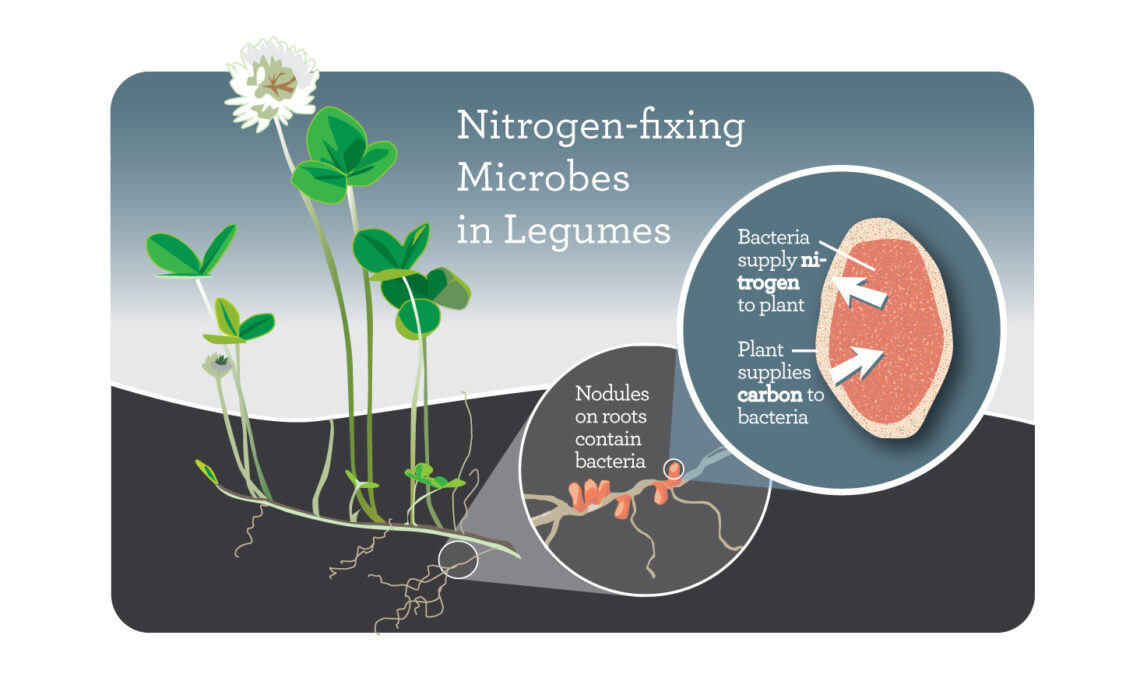 Study identifies gene clusters in rhizobia linked to robust legume growth – News Bureau