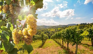 How Genomics Is Changing the Way We Grow Wine Grapes