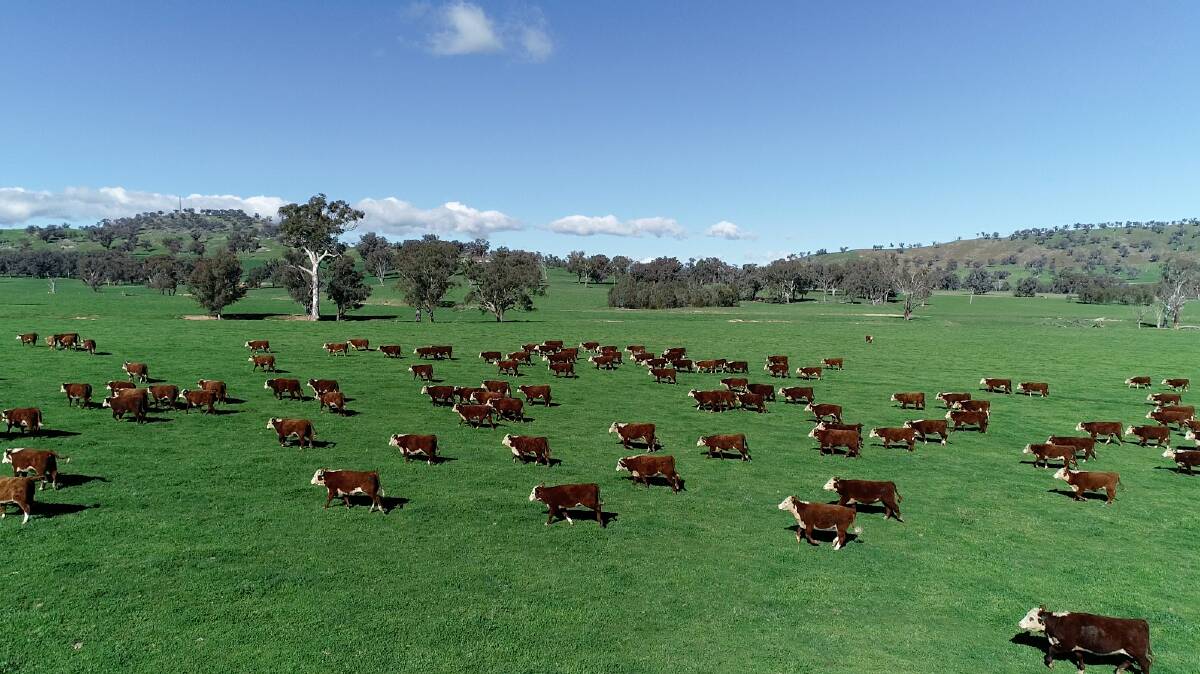 The Wirruna herd has been at the forefront of research, incorporating carcase scanning for many years and working closely with meat scientists. Picture supplied