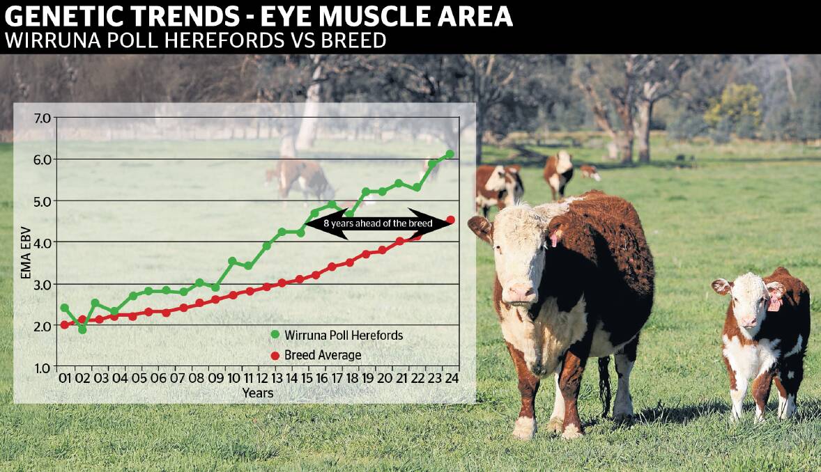 Wirruna prefix animals represent 30 per cent of the top 100 animals in the breed for EMA, including some of the top-performing animals. Picture supplied