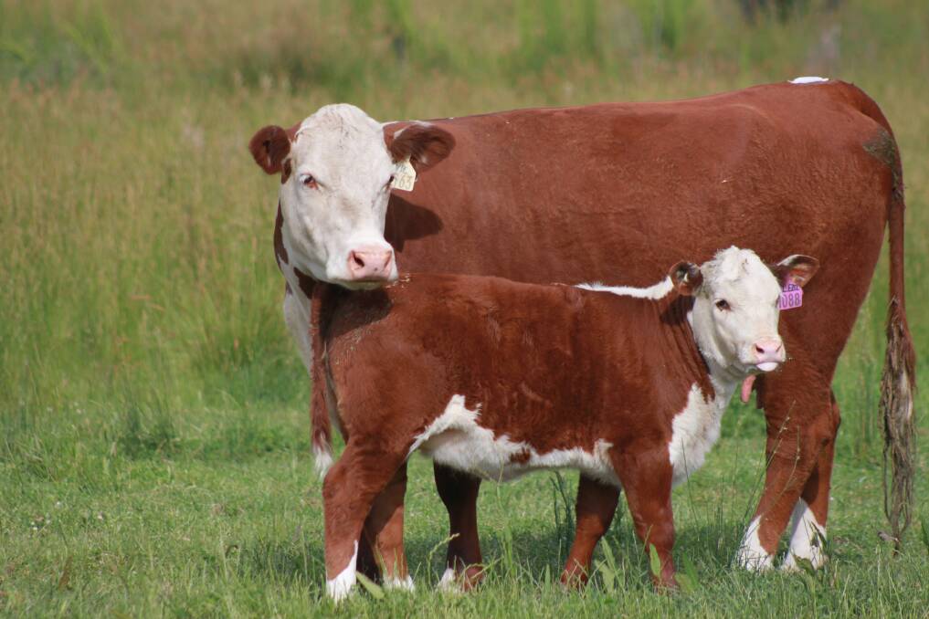Muscling is one of the most important economic traits to ingrain in your genetics, according to Wirruna stud principal Ian Locke. Picture supplied