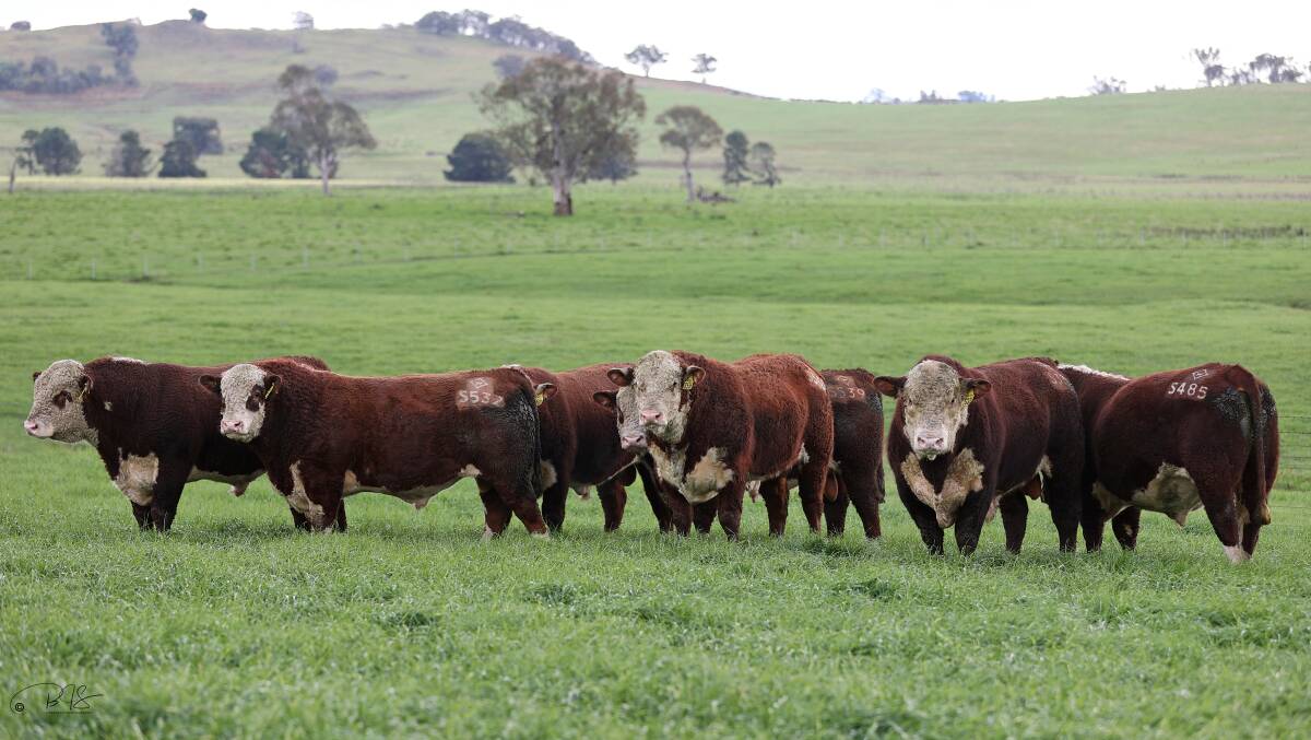 Wirruna sells about 200 bulls each year, with strong demand from commercial producers in all states of Australia. Picture supplied
