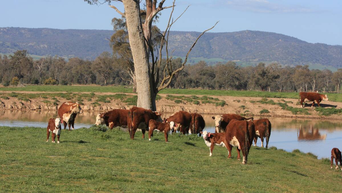Identifying higher carcase merit genetics, both maternal and paternal, has resulted in continual improvement in carcase traits. Picture supplied