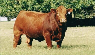 Don’t discount the importance of muscling in selection