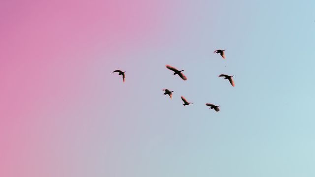 MicroRNA Found Key to Male Bird Survival