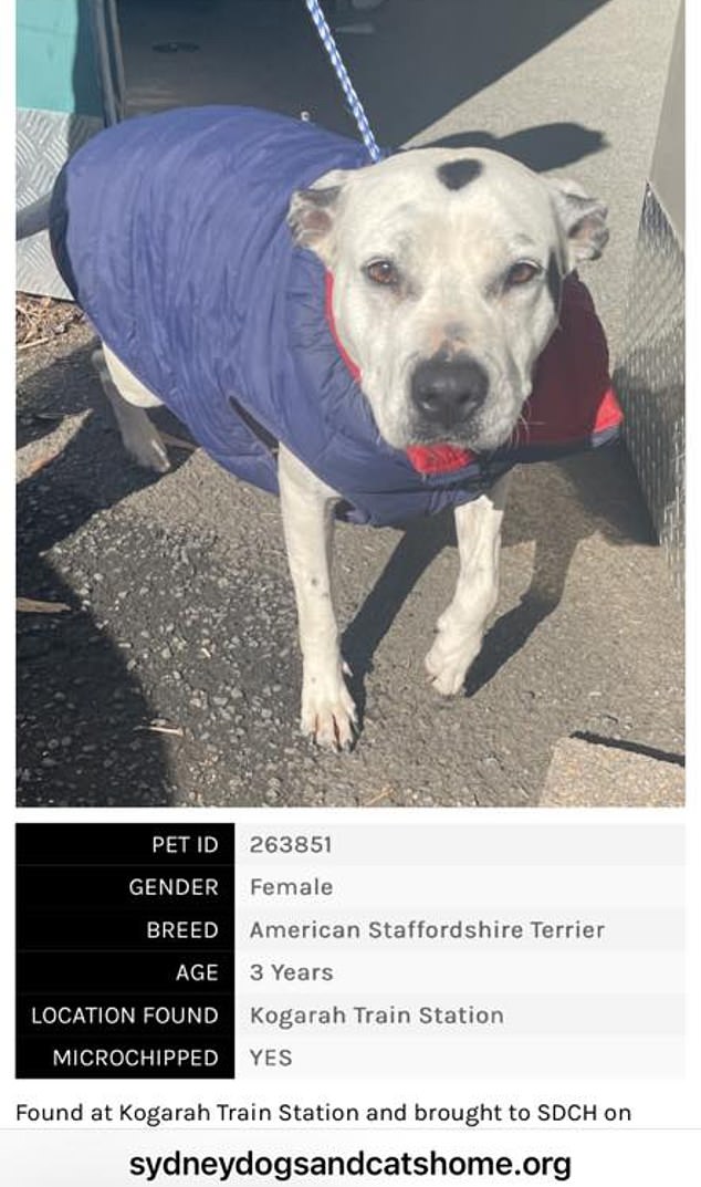 She's now living her best life at the Sydney Dogs and Cats Home in South Strathfield until her owners pick her up