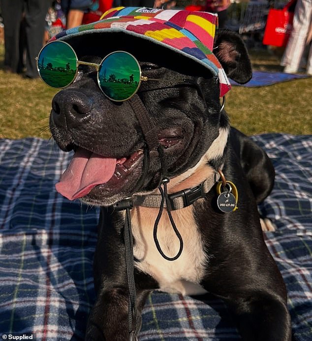 Ms Elder wanted to thank Elton (pictured) for being her 'rock' during her recovery by personalising a car to his needs
