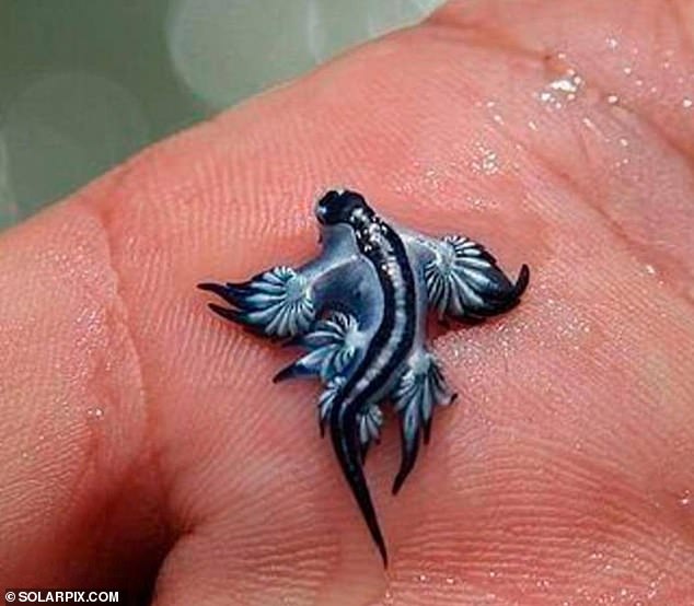 Reg flags went up on beaches in the municipality of Guardamar del Segura just north of Torrevieja following the appearance of so-called blue dragons, which have been branded 'the most beatiful killer in the ocean'