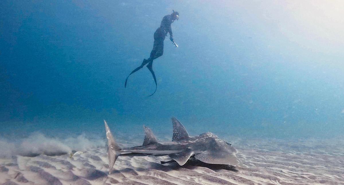 Diver awestruck after encounter with 'massive' and very rare creature off Aussie coast