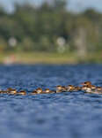 Duck Mom Who Adopted Dozens Of Babies Keeps Adding More
