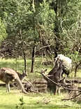Runaway Sheep Found Years Later Living With A Gang Of Kangaroos