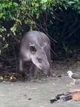 Tour Guide Witnesses Touching Moment Between A Tapir And His Unlikely Friend