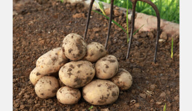 New Zealand potato industry targets perception shift