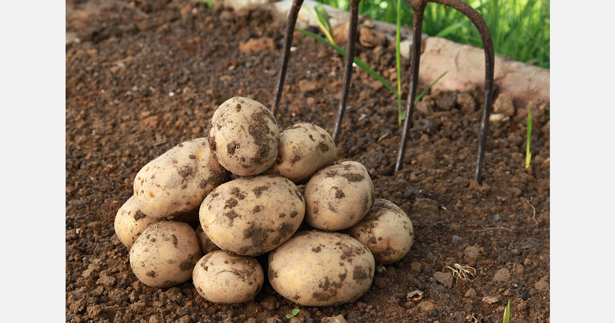 New Zealand potato industry targets perception shift