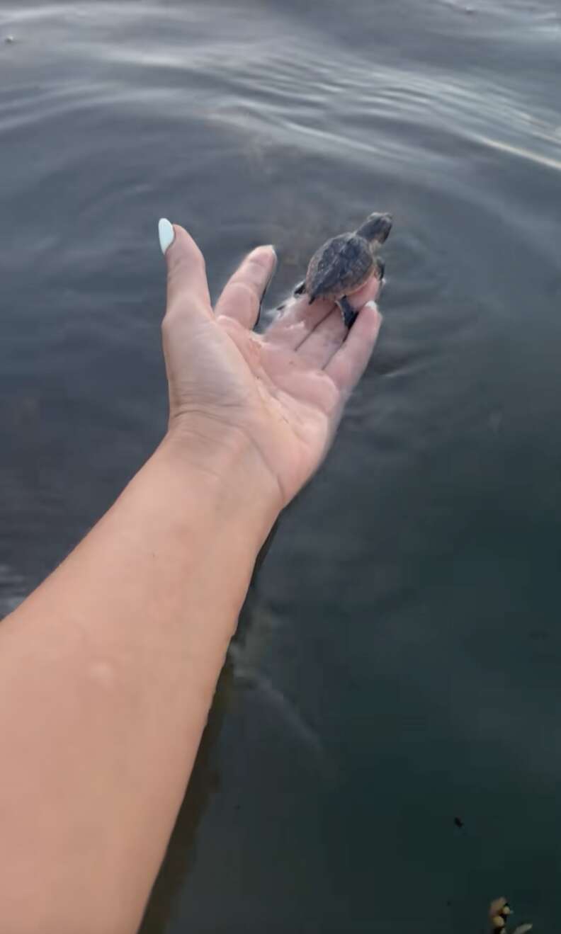 baby sea turtle