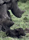This Baby Buffalo Was Just Born — Then An Unlikely Welcoming Party Arrived