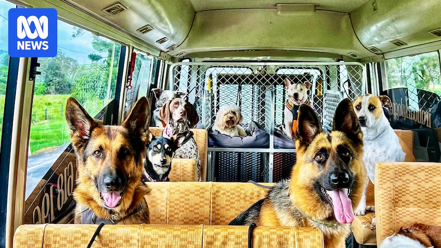 Dog daycare program a TikTok hit for helping disabled find work, friends