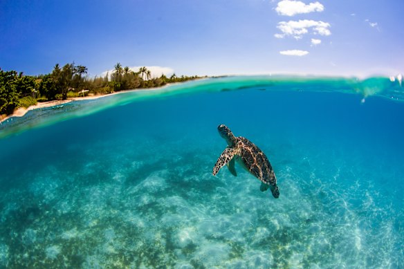 Meet Lizard Island’s locals.