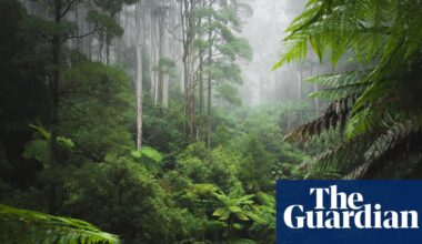 In the Green Heart by Richard Lloyd Parry review – neocolonial jungle fever | Fiction