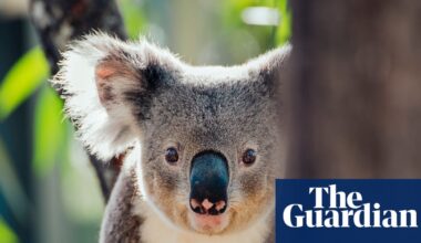 Plan to extend Queensland coalmine would bulldoze ‘critical’ koala habitat | Queensland