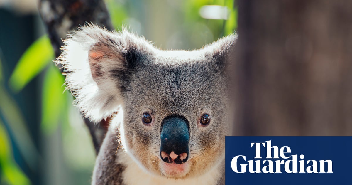 Plan to extend Queensland coalmine would bulldoze ‘critical’ koala habitat | Queensland