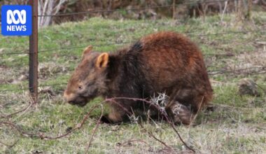 Wombat advocates train army of helpers to treat native animals for mange