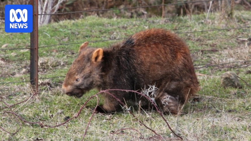 Wombat advocates train army of helpers to treat native animals for mange