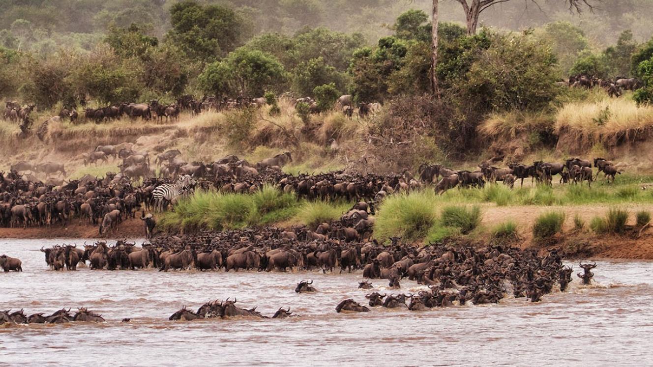 Mara in the spotlight after another migration incident